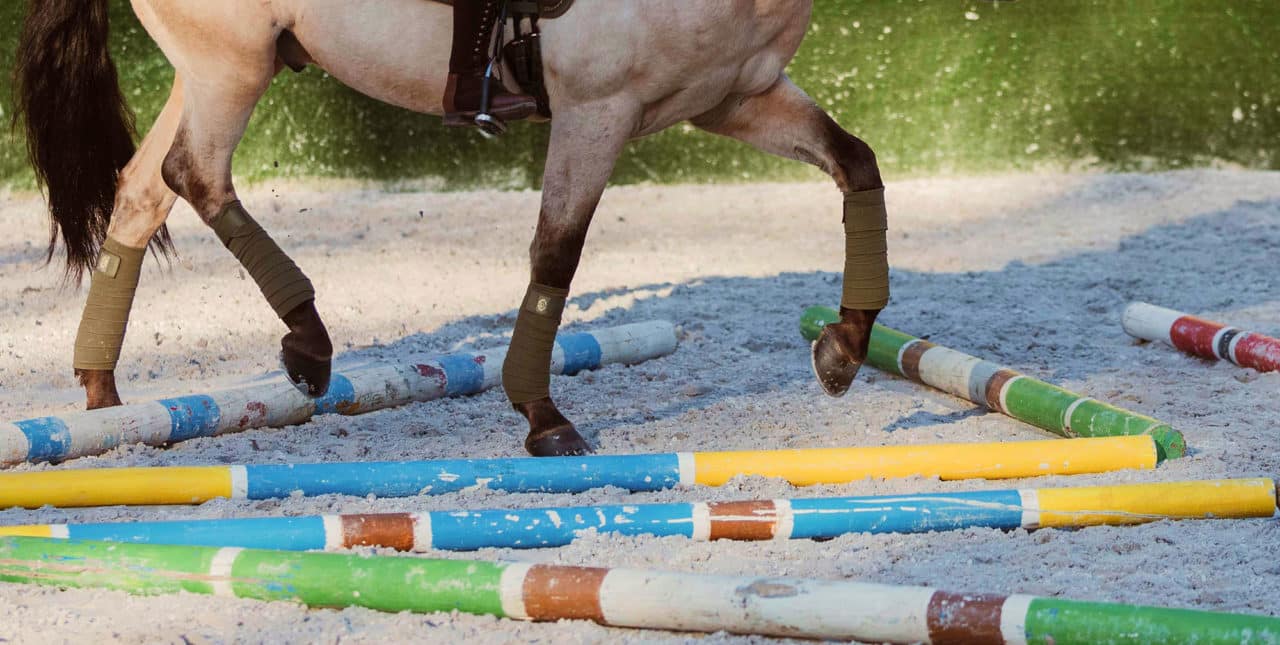 7 important principles to avoids injury in your horse